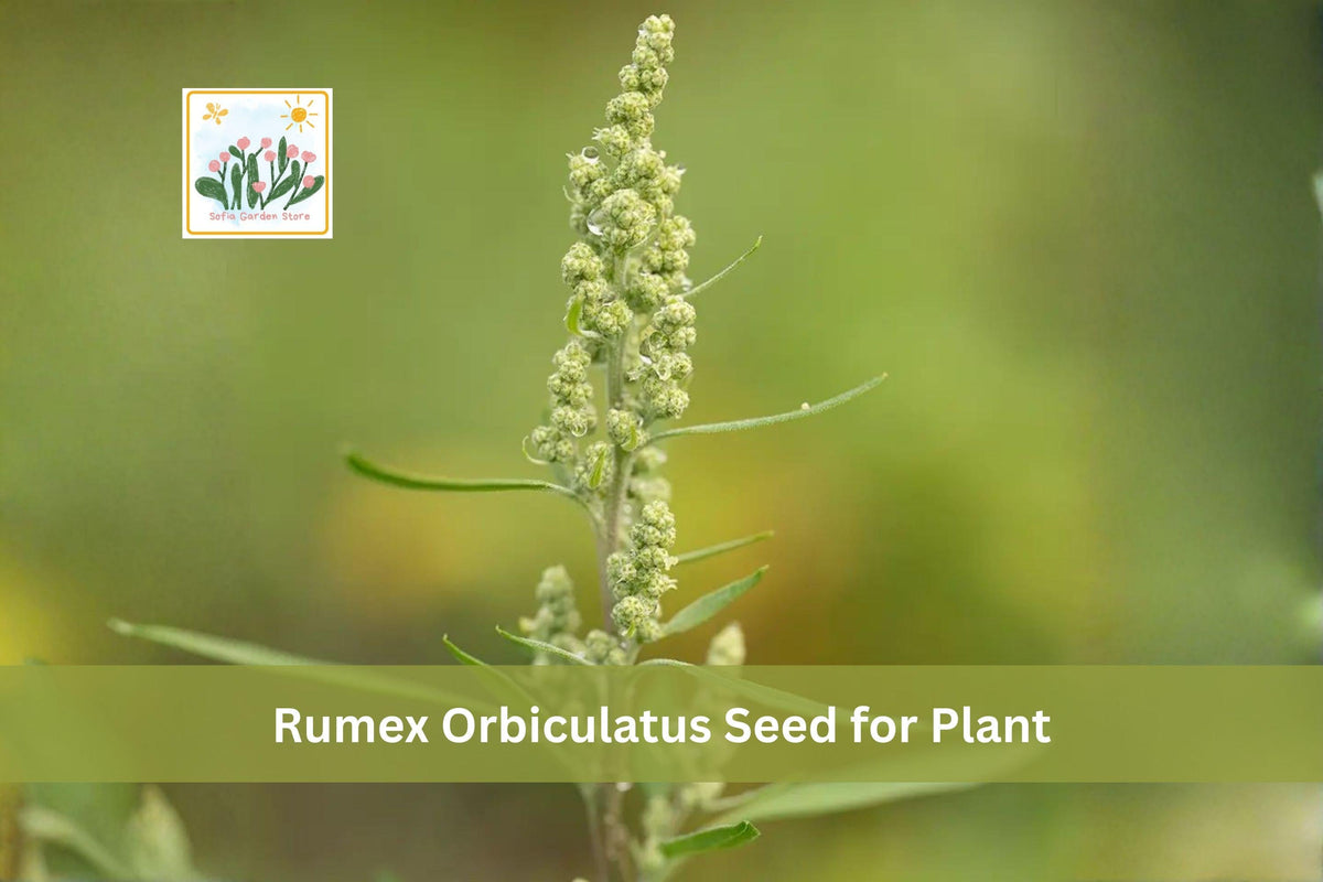 100 Seeds Great Water Dock Rumex orbiculatus Native Wetland Perennial Pond Plant