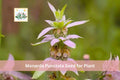 100 Seeds Spotted Bee Balm Monarda punctata Native Prairie Wildflower Perennial