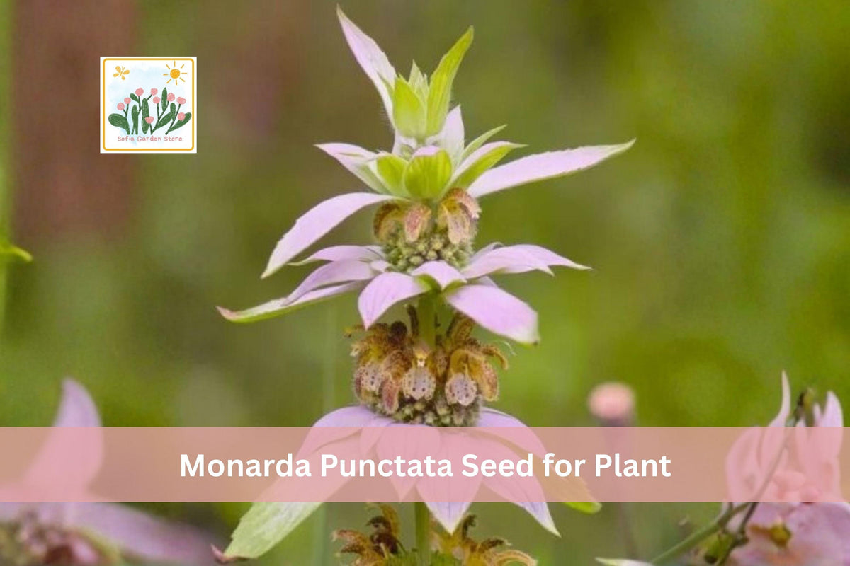 100 Seeds Spotted Bee Balm Monarda punctata Native Prairie Wildflower Perennial