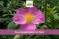 30 Seeds Illinois Rose Rosa setigera Native Climbing Rose Prairie Shrub