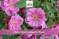 30 Swamp Rose Seeds Rosa Palustris Native Wetland Shrub