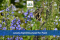 500 Great Blue Lobelia Seeds Lobelia siphilitica Native Blue Wildflower Perennial