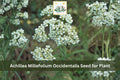 500 Seeds Western Yarrow Achillea millefolium occidentalis Native White Wildflower Drought Tolerant Perennial