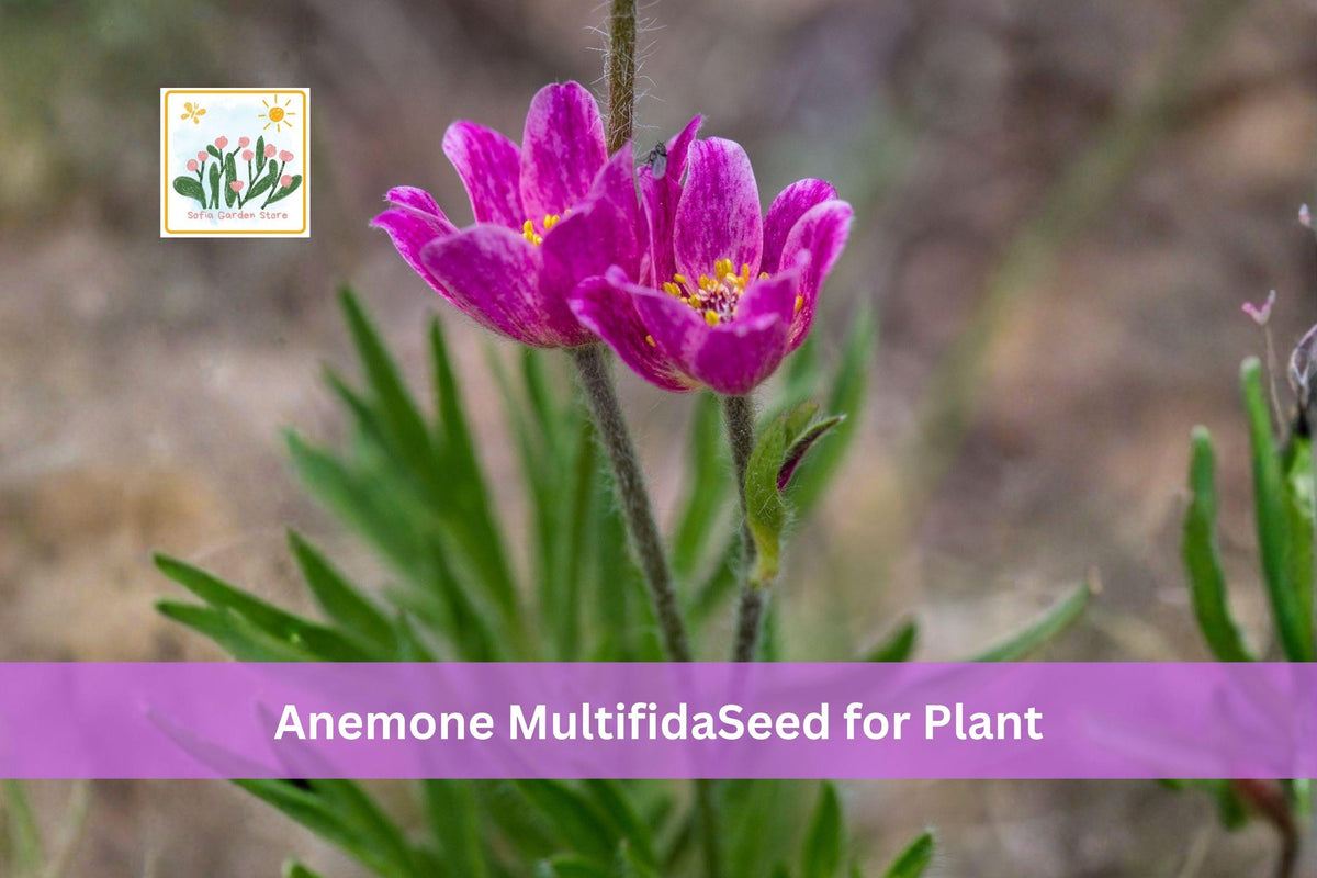 100 Windflower Seeds Anemone multifida Native Alpine Wildflower Spring Blooming Perennial