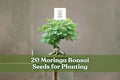 20 Moringa Bonsai Seeds for Planting - Moringa oleifera - Ornamental Tree for Bonsai or Garden Use