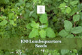 100 Lambsquarters Seeds Chenopodium album - Annual Leafy Plant for Garden Planting, Full Sun to Partial Shade