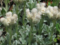 Pussytoes Seeds, Antennaria parvifolia, Drought-Tolerant Groundcover, Native Wildflower, Butterfly Host Plant, 100 Seeds