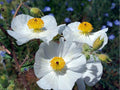 Prickly Poppy Seeds, Argemone polyanthemos, Drought-Tolerant Native Wildflower, Xeriscape, Pollinator-Friendly, 15 Seeds