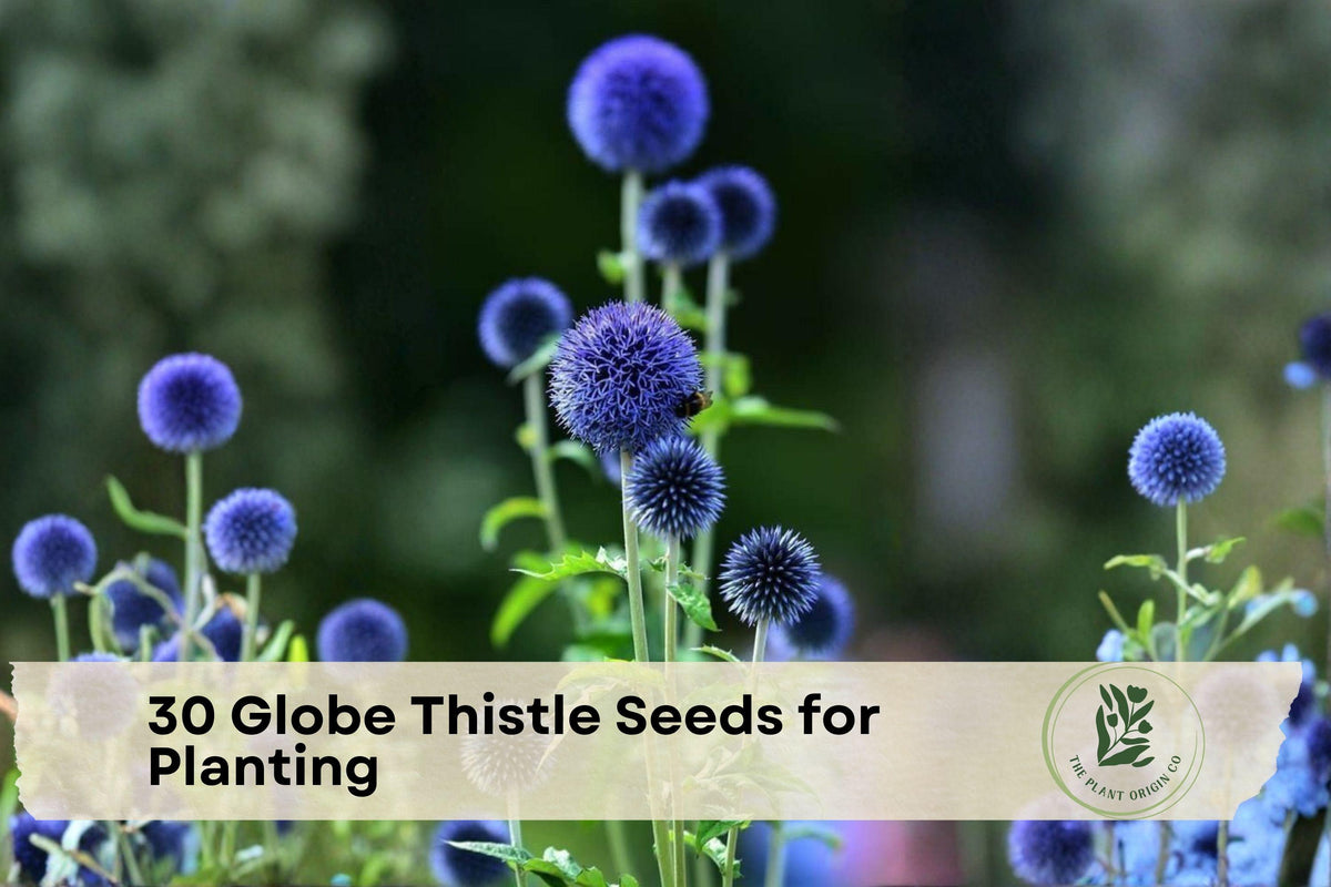 30 Globe Thistle Seeds for Planting | Echinops spp. | Blue, Perennial Flower Seeds for Borders & Pollinator Gardens
