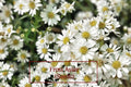 Heath Aster Seeds – 100 Count – Frost Aster (Symphyotrichum ericoides) – Native Perennial Wildflower for Pollinator Gardens