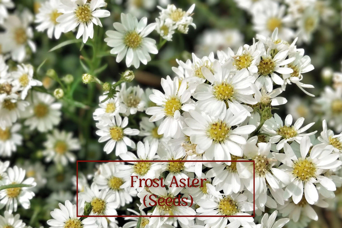 Heath Aster Seeds – 100 Count – Frost Aster (Symphyotrichum ericoides) – Native Perennial Wildflower for Pollinator Gardens