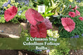 Crimson Sky Caladium Foliage Bulbs – Heart-Shaped Red and Green Leaves, Caladium bicolor for Shade Gardens & Containers (2 Pack)