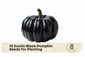 Exotic Black Pumpkin Seeds, Black Kat Pumpkin, Cucurbita pepo, Vining Plant, Dark Green to Black, Ornamental Garden Seeds