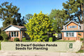 Dwarf Golden Penda Seeds – Tropical Ornamental Tree with Golden Yellow Flowers – Xanthostemon chrysanthus