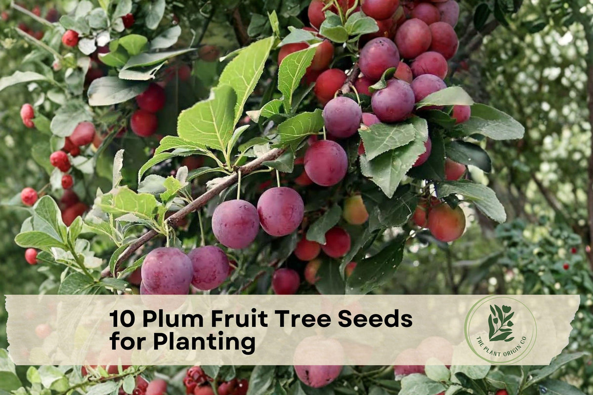 American Plum Tree Seeds – Prunus americana, Native Deciduous Fruit Tree for Planting, Spring Blooms, Wildlife Gardens