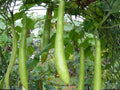 Cucuzzi Gourd Seeds – Italian Long Green Vining Vegetable for Home Garden, Cucuzzi Squash, 10 Seeds