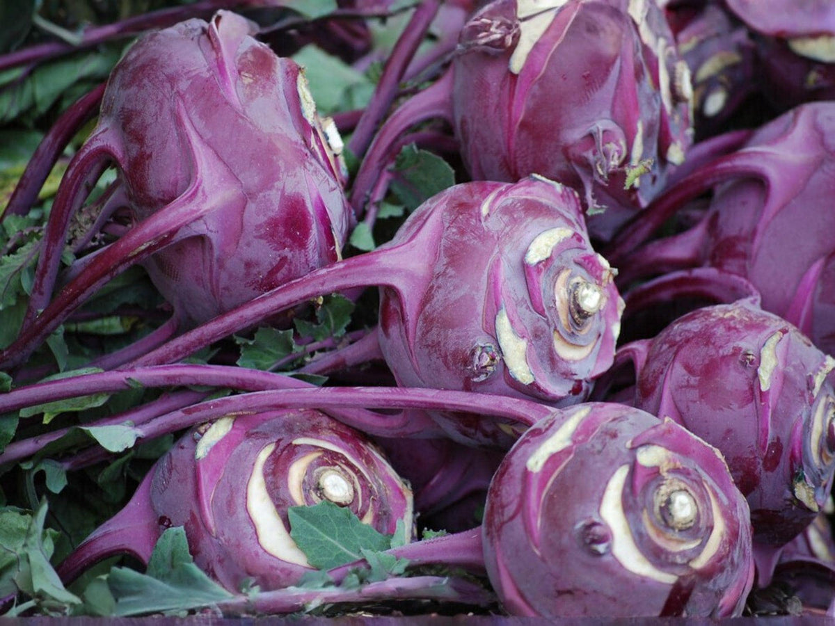 Purple Vienna Kohlrabi Seeds – Brassica oleracea, Garden Vegetable, Container & Bed Growth, 100 Seeds