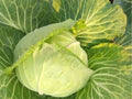 Golden Acre Cabbage Seeds – Heirloom, Non-GMO, Compact Green Heads, Early Maturity, Tender, Fast-Growing, 500 Seeds