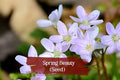 Spring Beauty Seeds | Native Wildflower Claytonia virginica | Pink White Blooms | 10 Seeds for Woodland Gardens and Pollinator Gardens