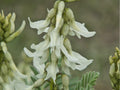 Woolly Milkvetch Seeds – 30 Native Prairie Seeds – Drought-Tolerant Wildflower for Dry Landscapes – Astragalus drummondii