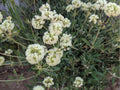 Parsnipflower Buckwheat Seeds (Eriogonum heracleoides) – 50 Native Wildflower Seeds for Drought-Tolerant Pollinator Gardens