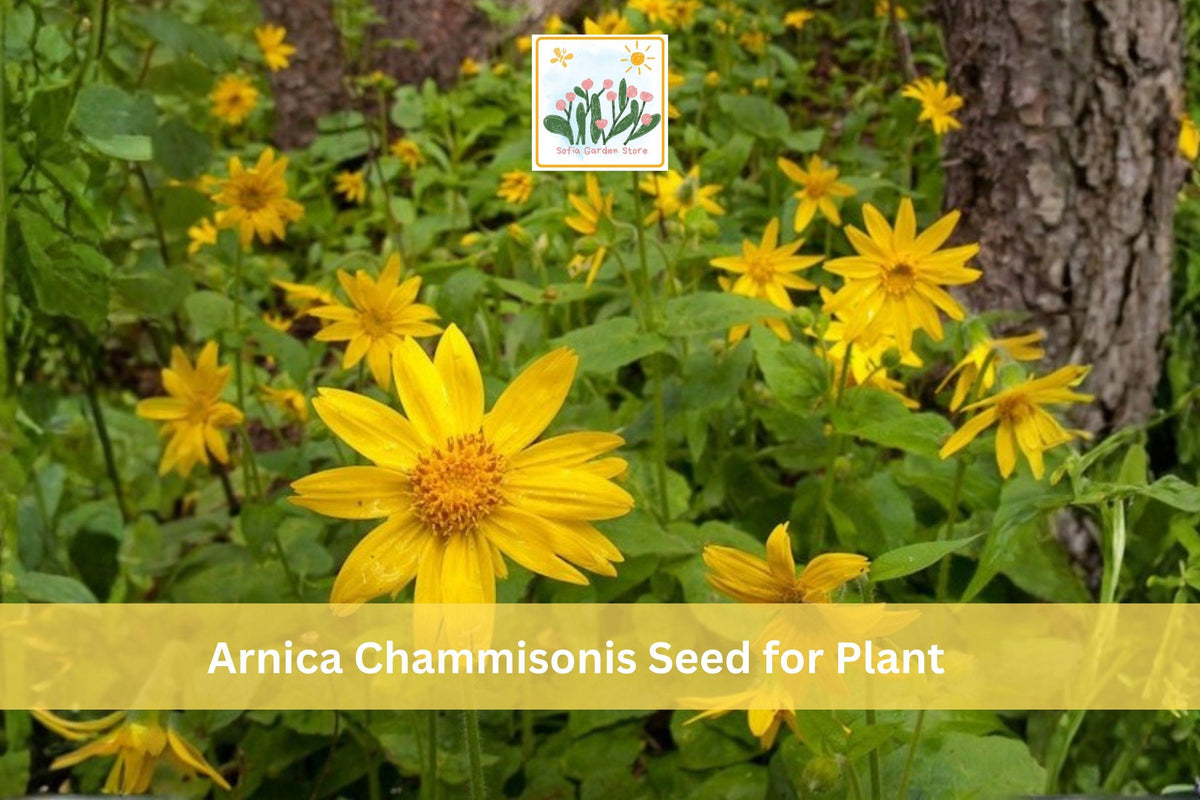 20 Seeds Meadow Arnica Arnica chamissonis Native Wildflower Yellow Blooms