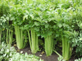Celery Seeds Tall Utah 52-70 Heirloom Vegetable | Crisp Garden Celery | 2000 Seeds