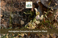 15 Astragalus convallarius Seeds Whisk Broom Milkvetch Native Perennial Wildflower Prairie