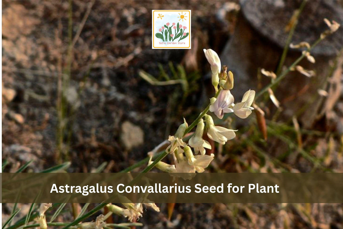 15 Astragalus convallarius Seeds Whisk Broom Milkvetch Native Perennial Wildflower Prairie