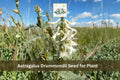 30 Astragalus drummondii Seeds Woolly Milkvetch Native Perennial Wildflower Prairie Meadow