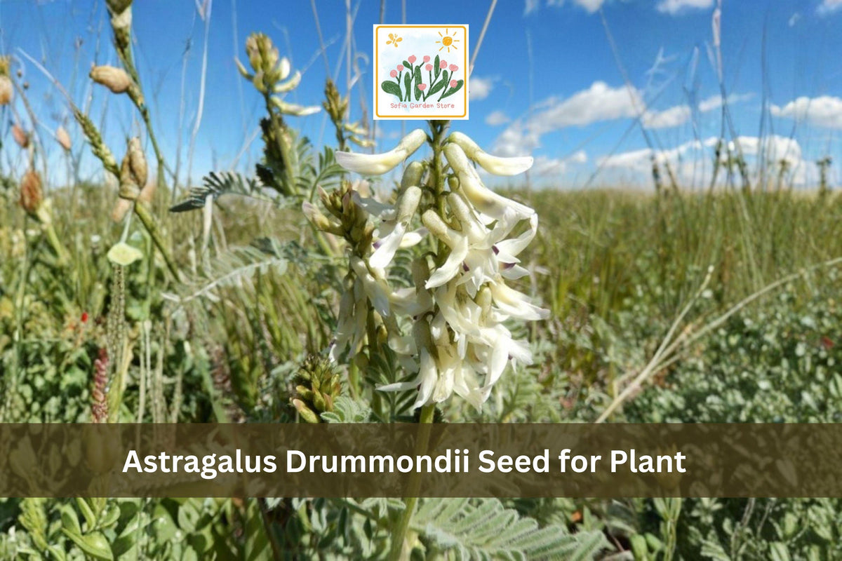 30 Astragalus drummondii Seeds Woolly Milkvetch Native Perennial Wildflower Prairie Meadow
