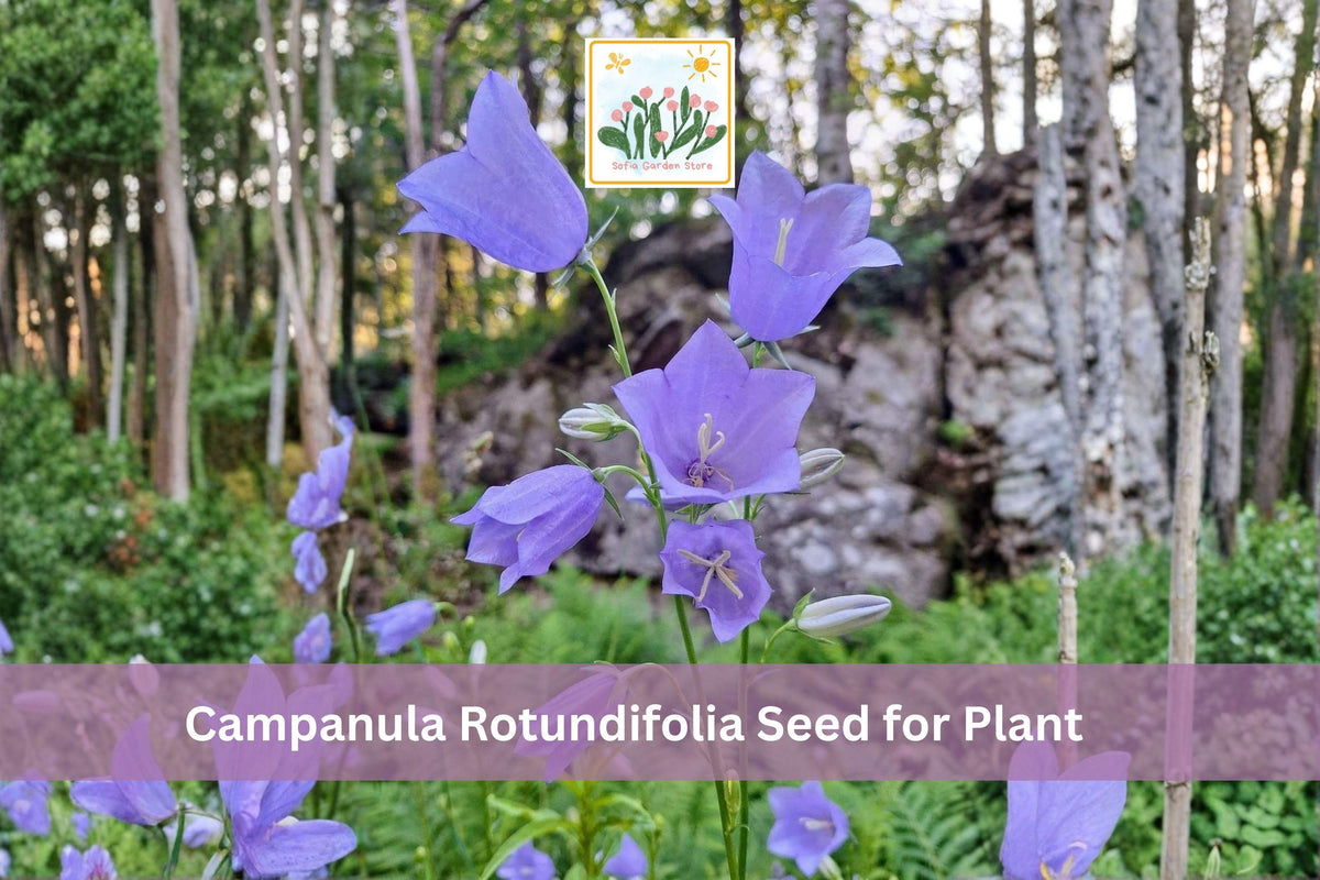 100 Campanula rotundifolia Seeds Harebells Bluebell Bellflower Hardy Perennial Wildflower