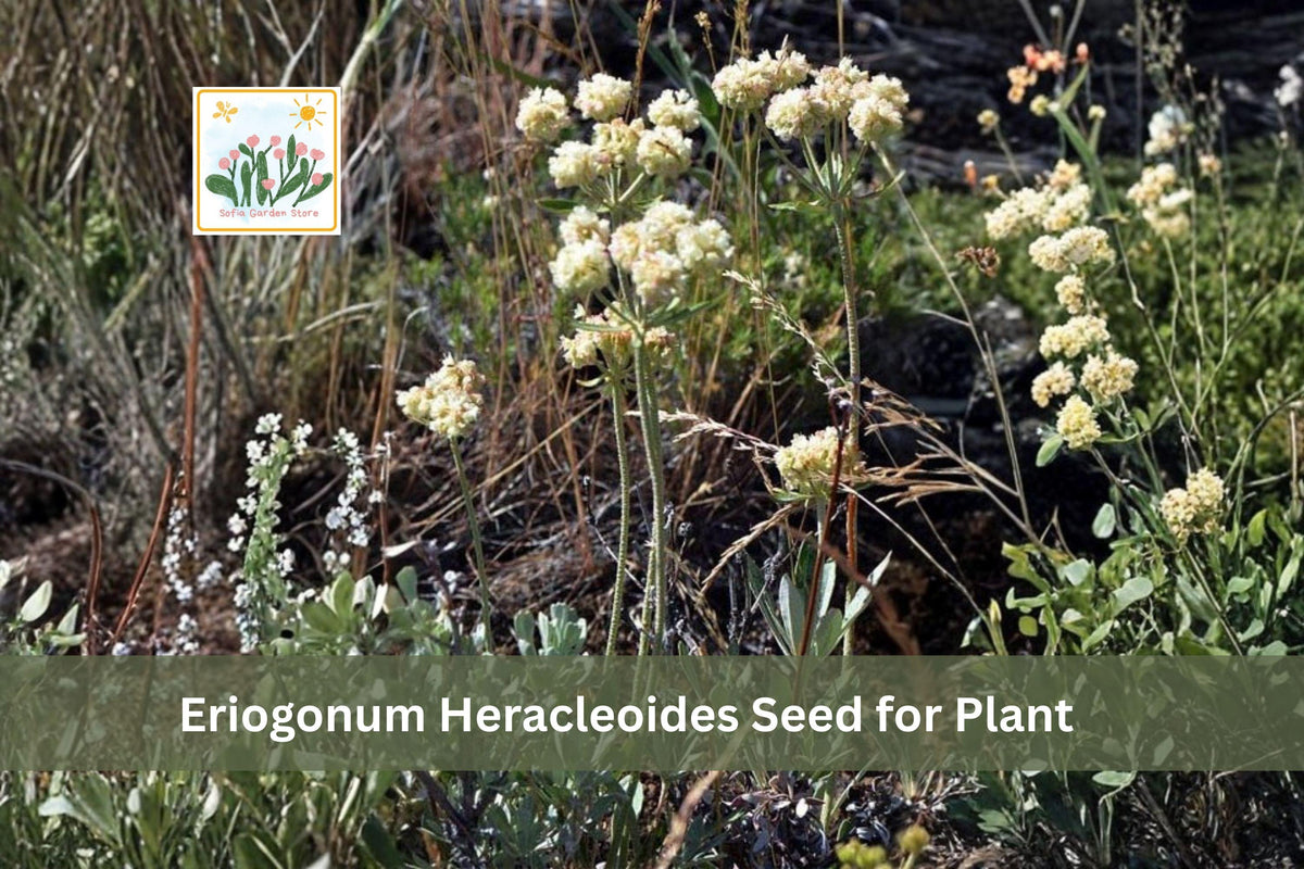 50 Eriogonum heracleoides Seeds Parsnipflower Wild Buckwheat Native Perennial Drought Tolerant Wildflower