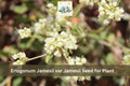 50 Eriogonum jamesii var. jamesii Seeds James Wild Buckwheat Native Perennial Drought Tolerant Wildflower