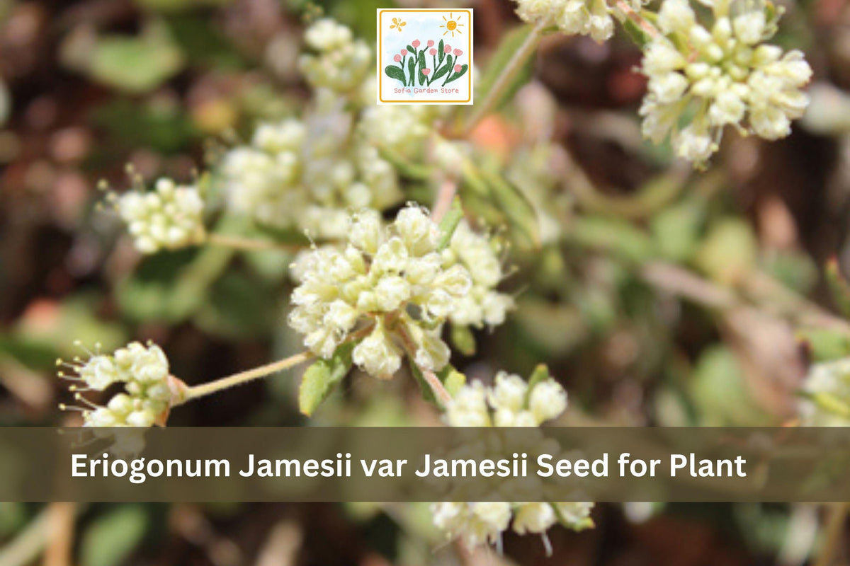50 Eriogonum jamesii var. jamesii Seeds James Wild Buckwheat Native Perennial Drought Tolerant Wildflower