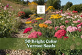 50 Yarrow Seeds for Planting, Bright Color Perennial Flower, Achillea millefolium - Low-Maintenance Garden Seeds