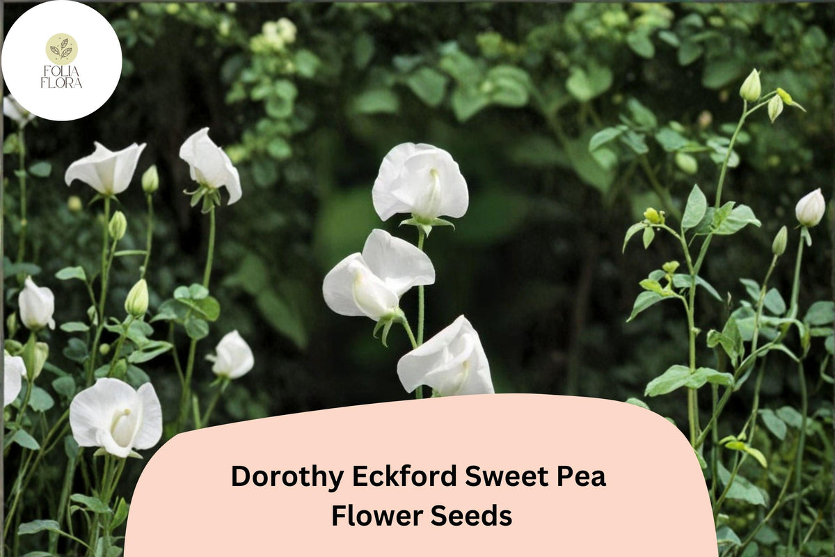 Dorothy Eckford Sweet Pea Seeds | Fragrant White Climbing Flowers | Lathyrus odoratus | Garden, Trellis, Fence, Cottage