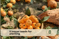 Loquat Seeds for Planting – Evergreen Shrub or Small Tree – Eriobotrya japonica, Ornamental Fruit Plant, Glossy Foliage