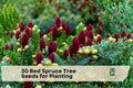 Red Spruce Tree Seeds – Native North American Evergreen Conifer (Picea rubens) for Planting, Landscaping & Reforestation