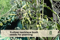 Silver Necklace Bush Seeds - Ornamental Tropical Shrub with Silvery Foliage & Yellow Flowers, Sophora tomentosa