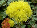 Sulphurflower Buckwheat Seeds (Eriogonum umbellatum) – Drought-Tolerant Native Wildflower for Dry Gardens, Pollinator Support