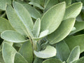 Broadleaf Sage Herb Seeds – Salvia Officinalis Culinary Herb for Garden & Container Planting, Gray-Green Leaves, Lavender Flowers