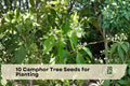 10 Camphor Tree Seeds for Planting - Evergreen Ornamental Cinnamomum camphora Seeds for Landscaping