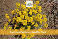100 Erysimum capitatum Seeds Western Wallflower Native Wildflower Orange Yellow