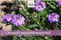 50 Glandularia bipinnatifida Seeds Dakota Vervain Native Wildflower Purple Blooms