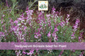 25 Hedysarum boreale Seeds | Utah Sweetvetch Native Wildflower with Pink Purple Flowers for Garden, Prairie & Restoration