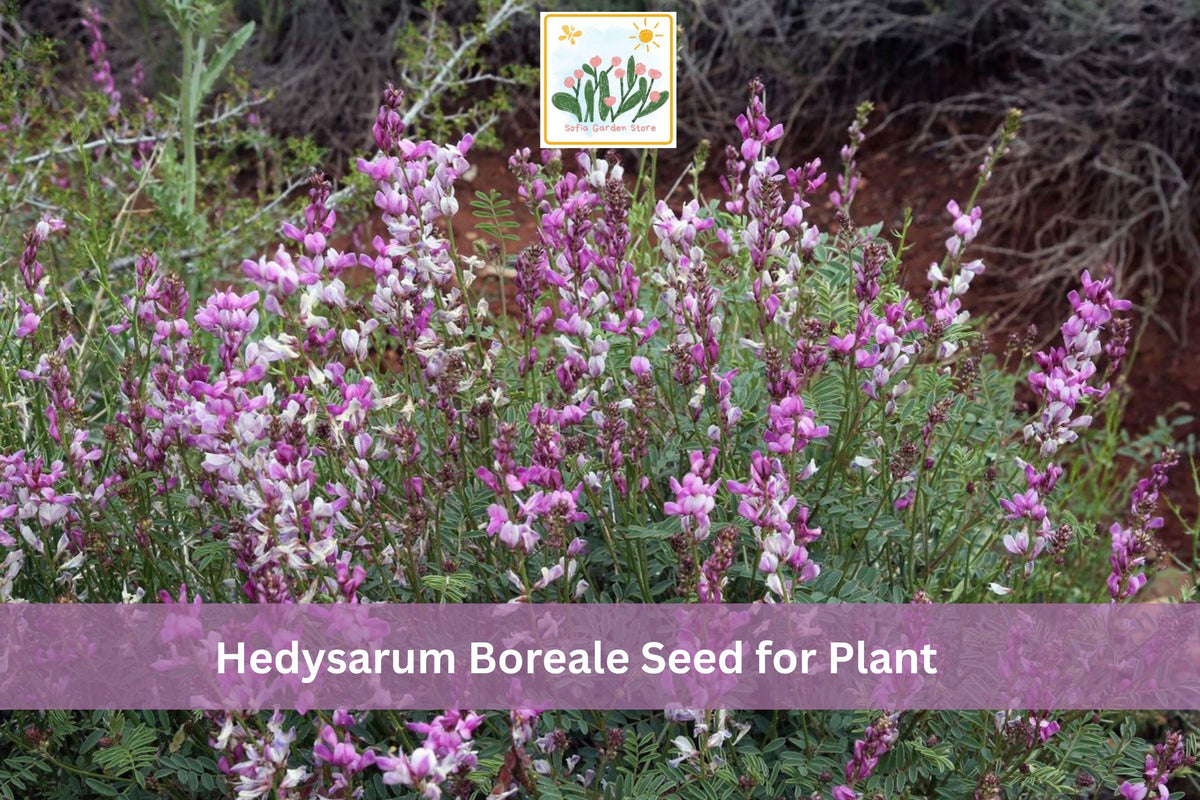 25 Hedysarum boreale Seeds Utah Sweetvetch Native Wildflower Pink Purple Flowers