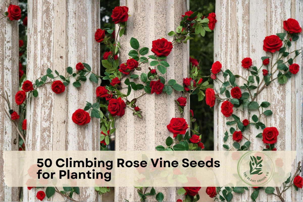 Climbing Rose Vine Seeds for Planting, Ornamental Flowering Rose Variety, Rosa spp.