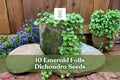 10 Seeds Emerald Falls Dichondra - Trailing Ornamental Plant for Hanging Baskets - Dichondra argentea - Silver-Green Foliage