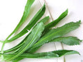 Vietnamese Herb Seeds – 100 Culantro Ngo Gai Seeds for Cooking, Heirloom, Non-GMO, Caribbean & Southeast Asian Cuisine